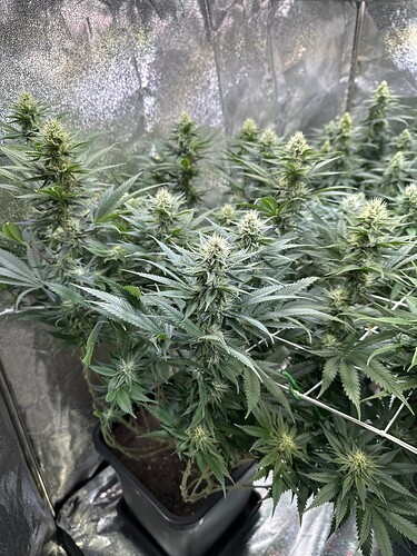 Growreport Bild 6