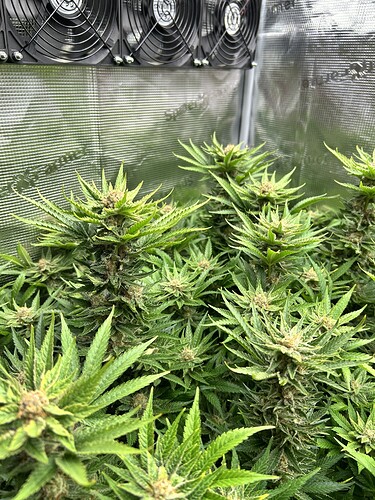 Mehrere Cannabis-Pflanzen in der Blütephase, die dicht beieinander stehen. Im Hintergrund sind Lüfter und reflektierende Wände einer Growbox zu sehen.