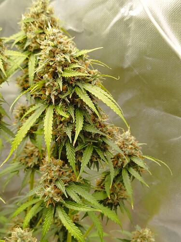Eine blühende Cannabispflanze mit dichten, harzigen Blütenständen und grünen Blättern, aufgenommen in einem Growzelt.
