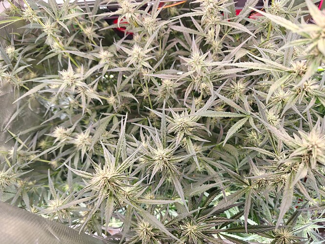 Growreport Bild 6