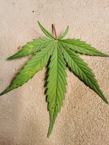 Growreport Bild 1