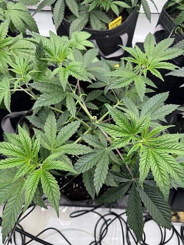 Growreport Bild 2