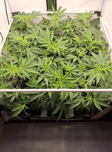Growreport Bild 46