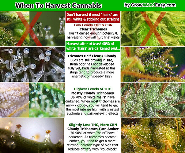 Growreport Bild 77