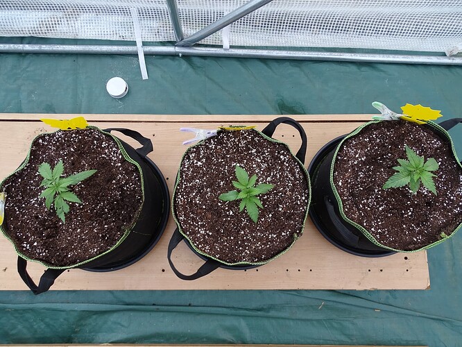 Growreport Bild 24