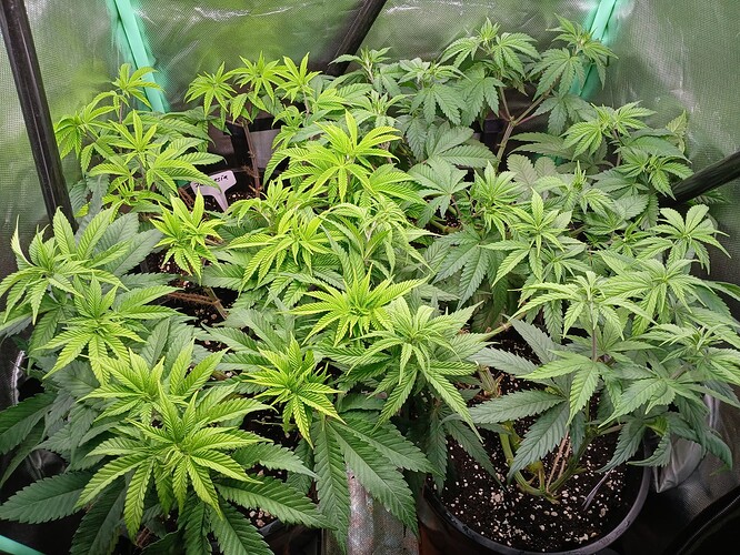 Growreport Bild 17