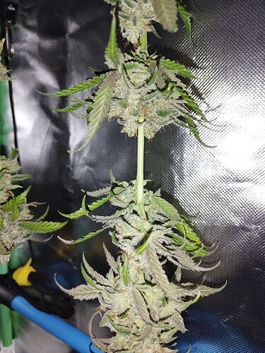 Nahaufnahme einer blühenden Cannabispflanze mit dichten, harzigen Blütenständen und charakteristischen Blättern, die in einem dunklen Zelt wächst.