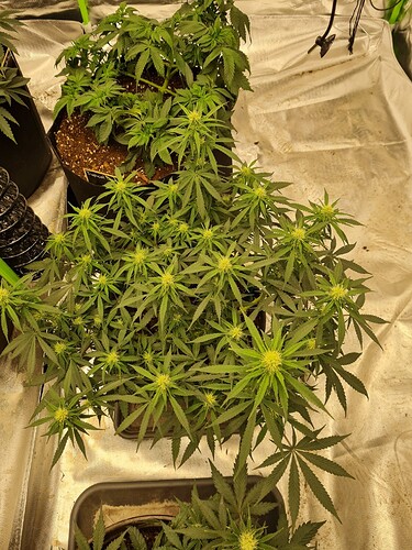 Growreport Bild 11