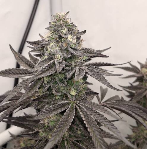 480960551_122170051112293599_1806792597039428522_n