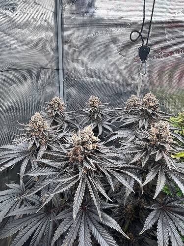 Growreport Bild 3