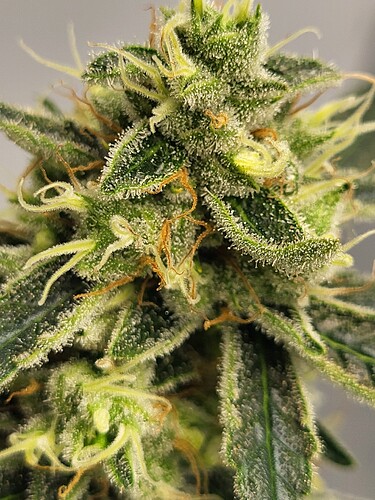 Growreport Bild 4