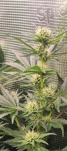 Growreport Bild 17