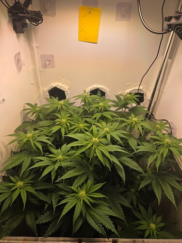 Growreport Bild 8