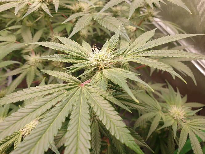 Growreport Bild 4