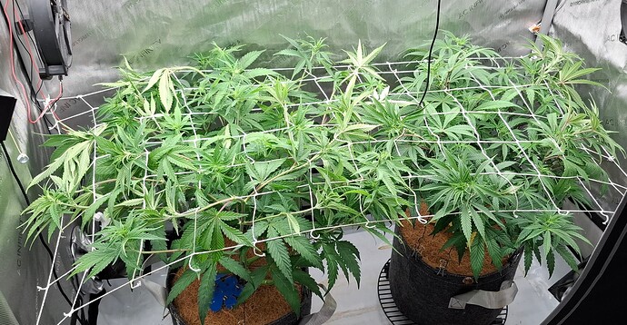 Growreport Bild 6