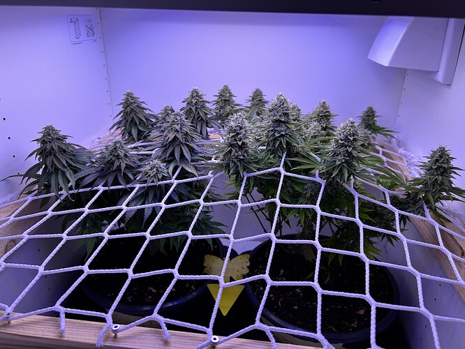 Zwei Cannabis-Pflanzen in der späten Blütephase unter einem Scrog-Netz in einer Growbox.