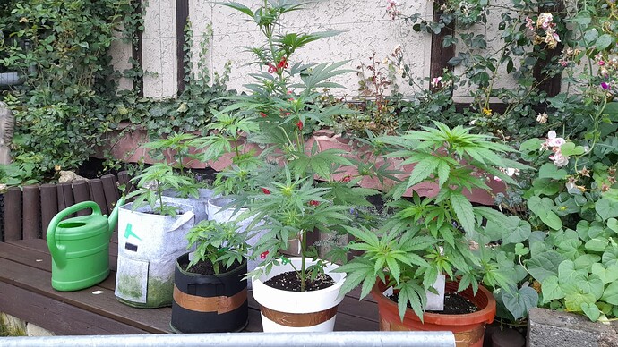 Growreport Bild 6