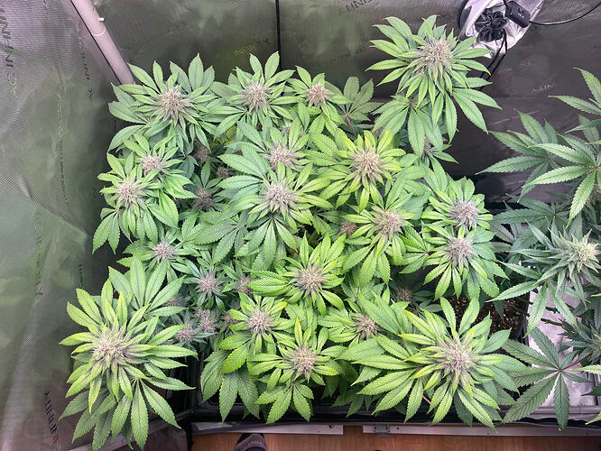 Growreport Bild 3