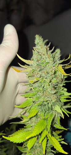Growreport Bild 20