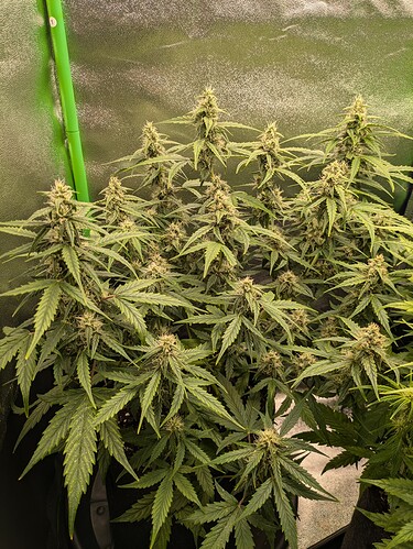 Growreport Bild 22