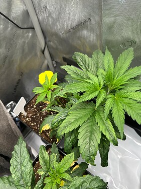 Growreport Bild 14