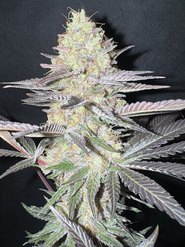 Growreport Bild 34