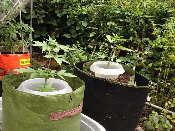 Growreport Bild 15