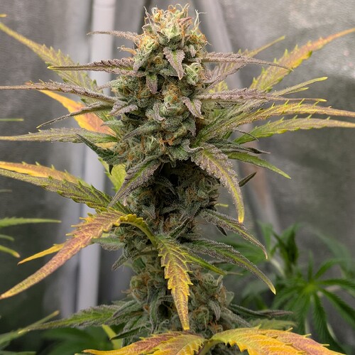 Growreport Bild 16