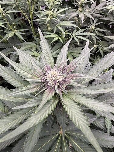 Growreport Bild 19