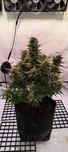 Growreport Bild 5