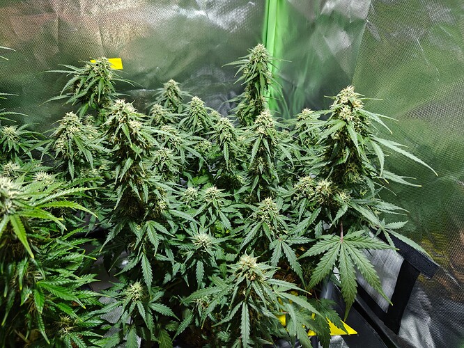 Growreport Bild 13