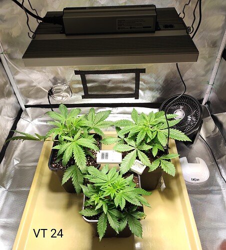 Growreport Bild 1