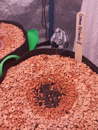 IMG_20241117_194721 - Kopie