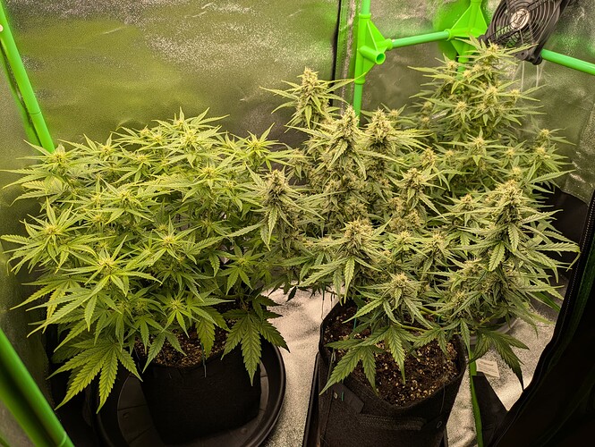 Growreport Bild 28