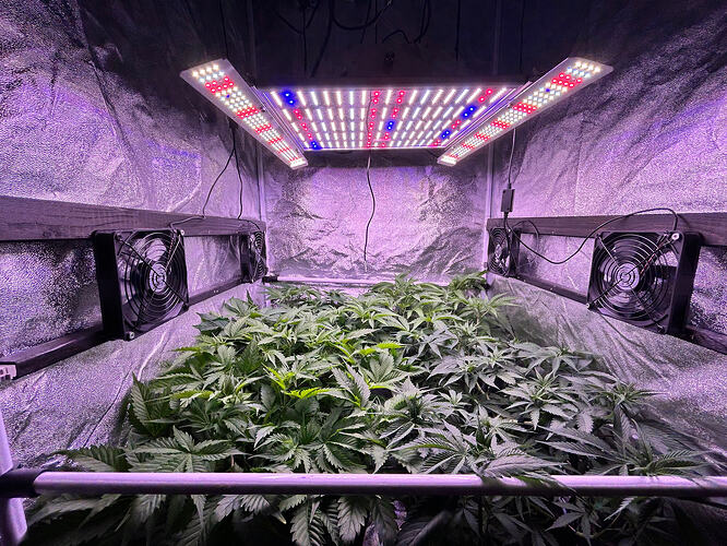 Ein Growzelt mit mehreren Cannabis-Pflanzen in der vegetativen Phase unter einer LED-Beleuchtung.