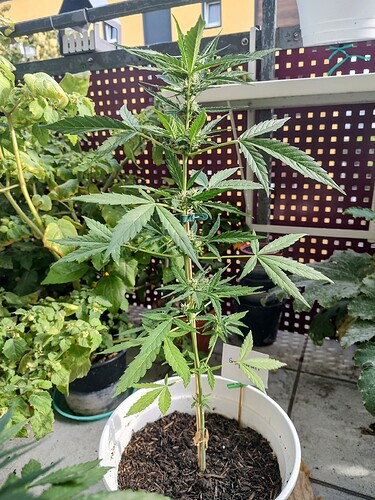 Growreport Bild 3