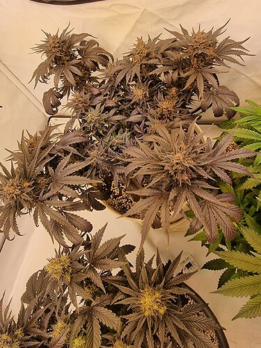 Growreport Bild 2