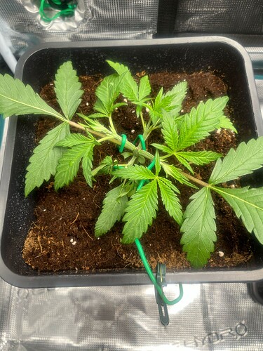 Growreport Bild 2