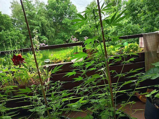 Growreport Bild 6