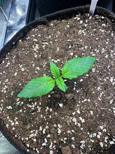 Growreport Bild 48