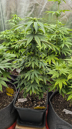 Growreport Bild 4