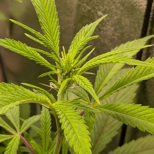 Growreport Bild 3