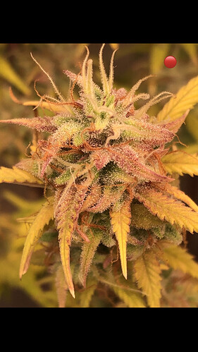Growreport Bild 9