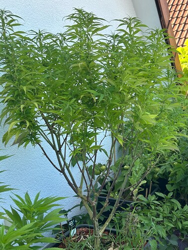Growreport Bild 26