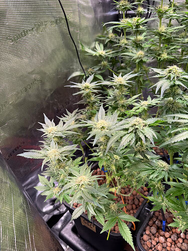 Growreport Bild 26
