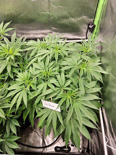 20260315_Skunk1  (4)