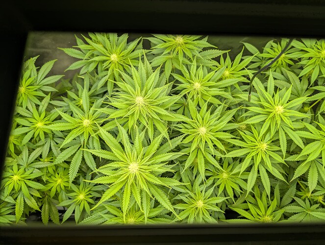 Growreport Bild 1