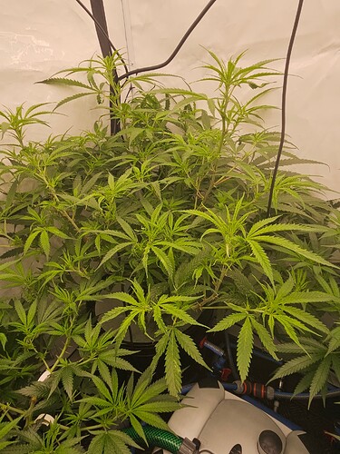 Growreport Bild 3