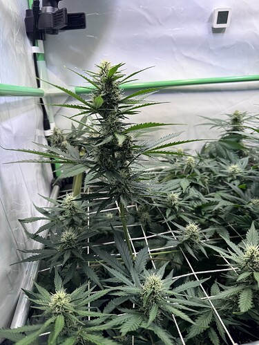 Growreport Bild 2