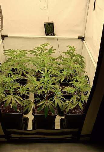 Growreport Bild 27